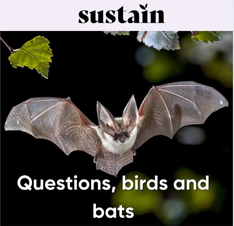 Sustain wiltshire questions birds and bats